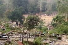 Penertiban di Rindu Malam 2, Ratusan Anak Babi Lari ke Hutan
